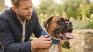 Concerned owner fitting a dog cooling collar onto a panting Boxer to prevent heatstroke during a UK heatwave.